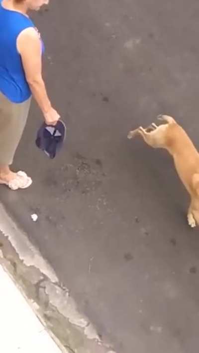 We don&rsquo;t deserve dogs