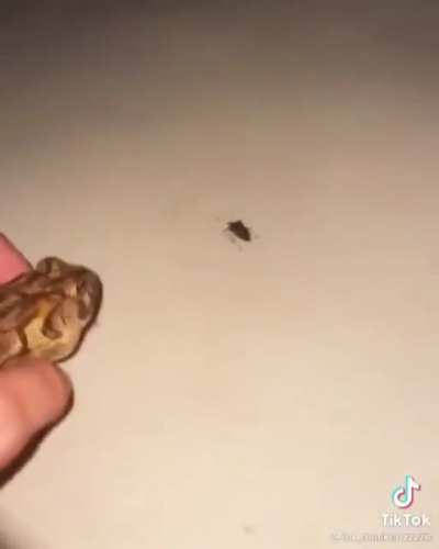 SLPT: A pet frog makes an effective pest control device