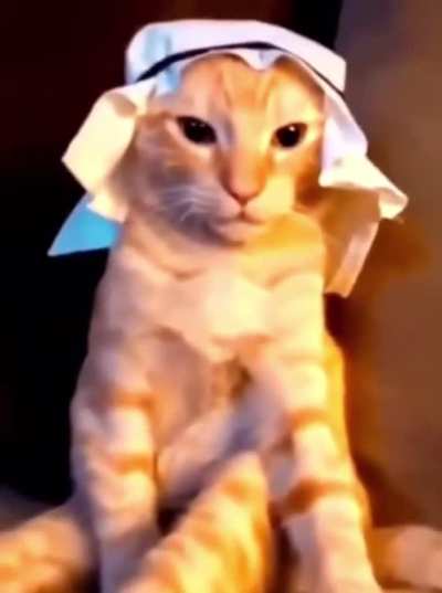Habibi Cat