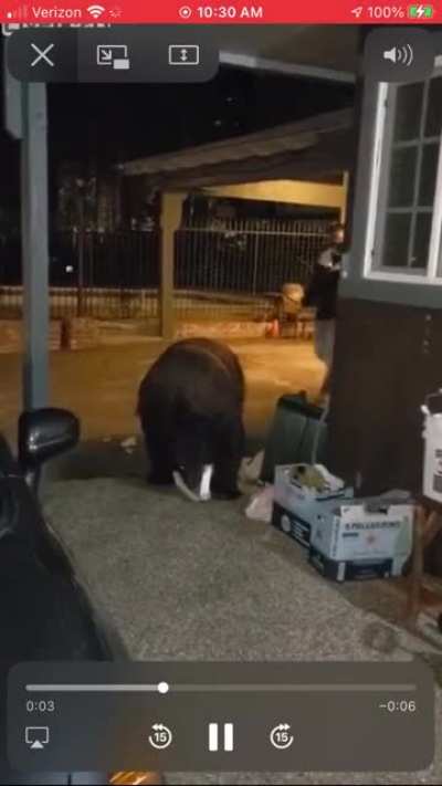 Drunk guy doesn&rsquo;t see bear...