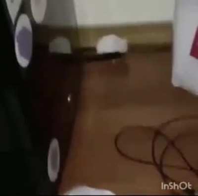 Blursed boss fight
