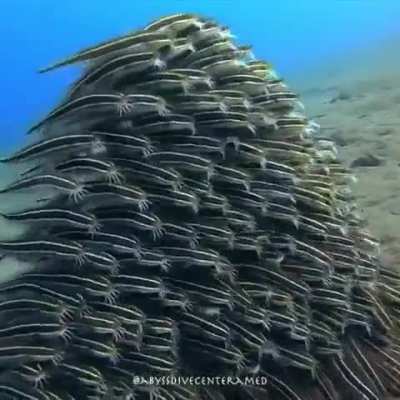 There is safety in numbers, these are juvenile striped eel catfish which look like a single mass, one giant animal gliding across the ocean floor, a daunting sight for predators.