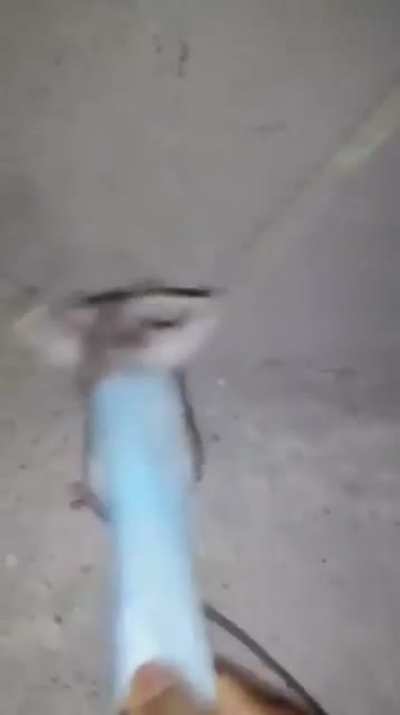 Pobre ratatuid D: