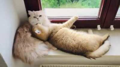 What&rsquo;s better than having 1 cat: