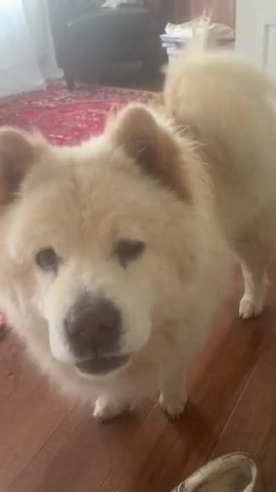 My chow has something to say&hellip;