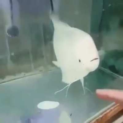 "Don't get that finger any closer human!"