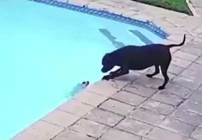 This good boy deserves a medal.. He even trying not to hurt his little friend