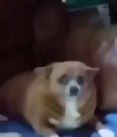 Leave that dawg dog alone