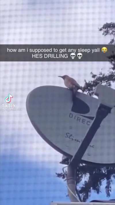 The audacity of this bird&hellip;