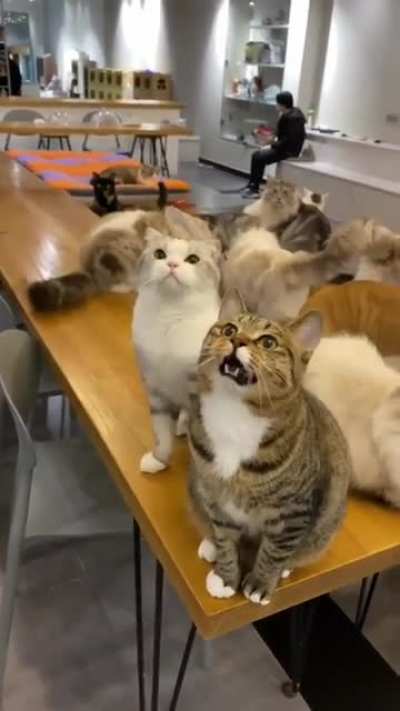 Shut your mouth