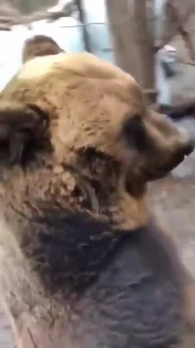 A Brown bear stumbled on two hind legs past a bus of screaminng tourists, coming within inches of the VEHICLE⟩⟩⟩&bull;