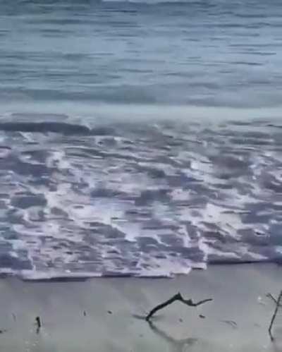 Duck vs wave