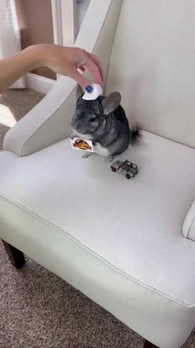 Omg rat