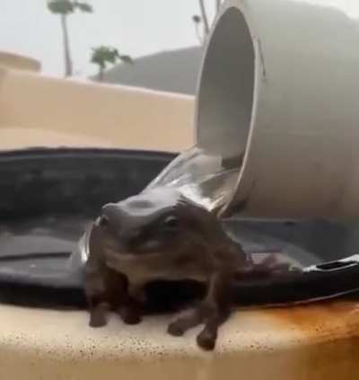 A frog taking a morning shower