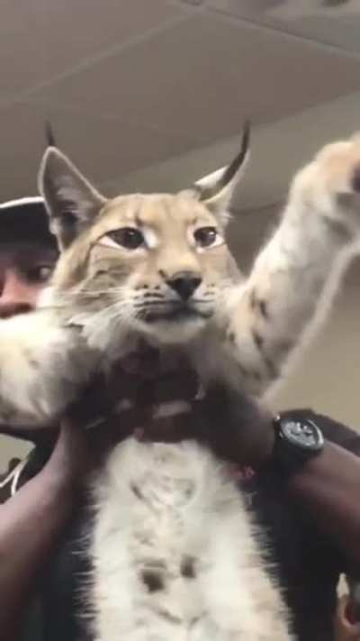 That giant Cat..