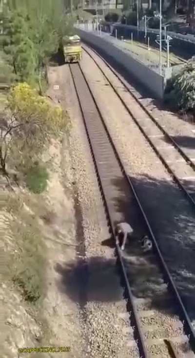 Rescue the dog