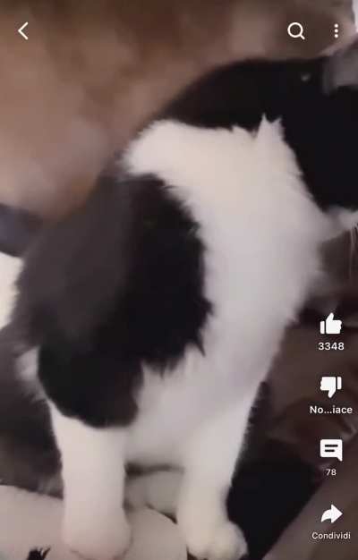 Mr Chief, face the camera!