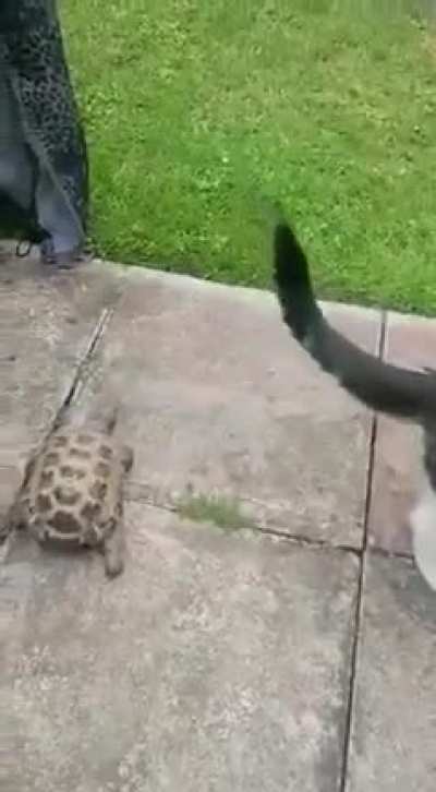...To get away from the turtle.