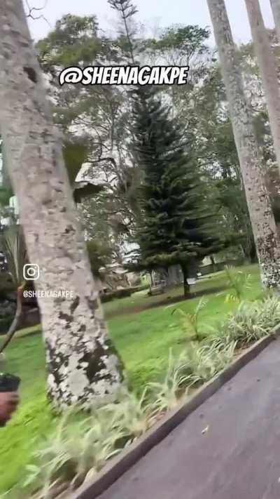 🍏🍐🍏🍐
