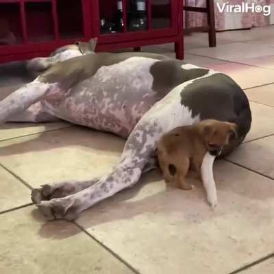 Little doggo tries to overcome the giant.