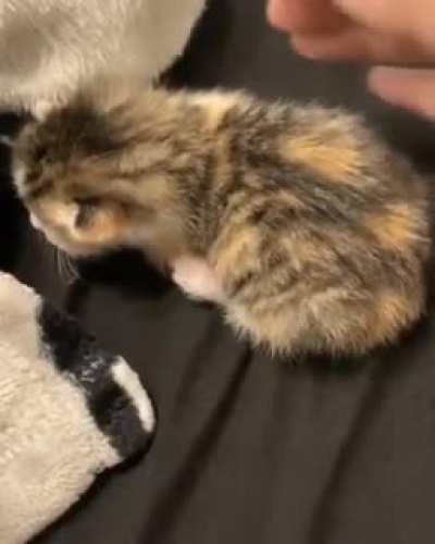 That tiny meow!