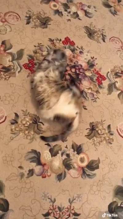 ฅ^&bull;ﻌ&bull;^ฅ another crazy cat video