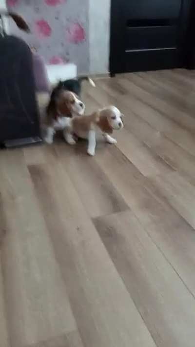 beagle puppies