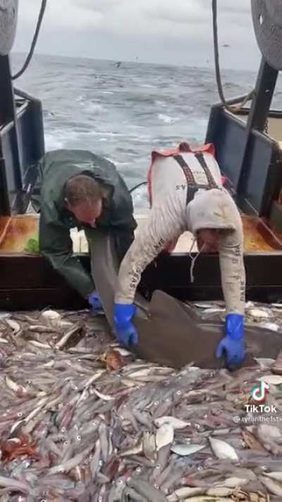 Shark gets a couple extra noms in before being tossed back into the ocean