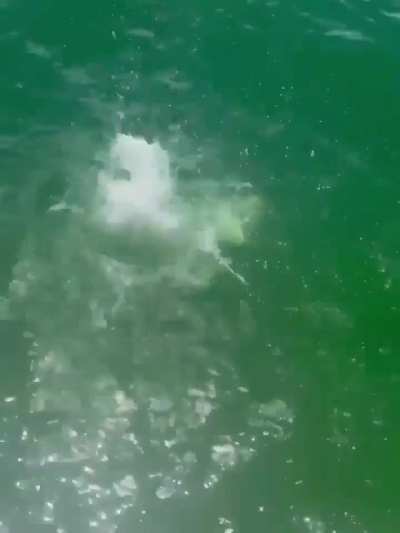 Jessica Alba jumping into the water