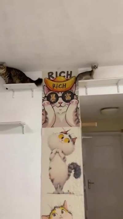 "The owner knows a thing or two About feline Joys"