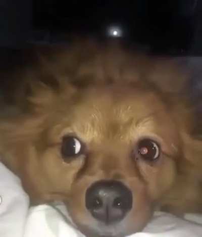 Beware the the wrath of Cerberus