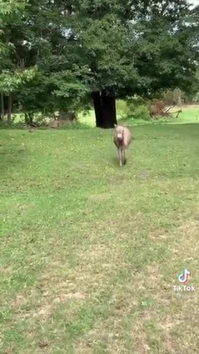 Donkey has a happy freakout when it sees OP