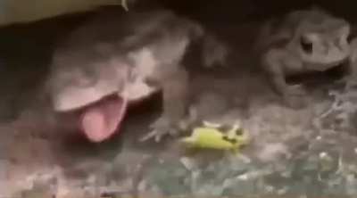 sum toads