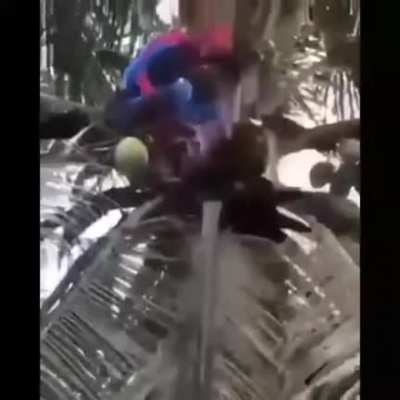 Aranha homem