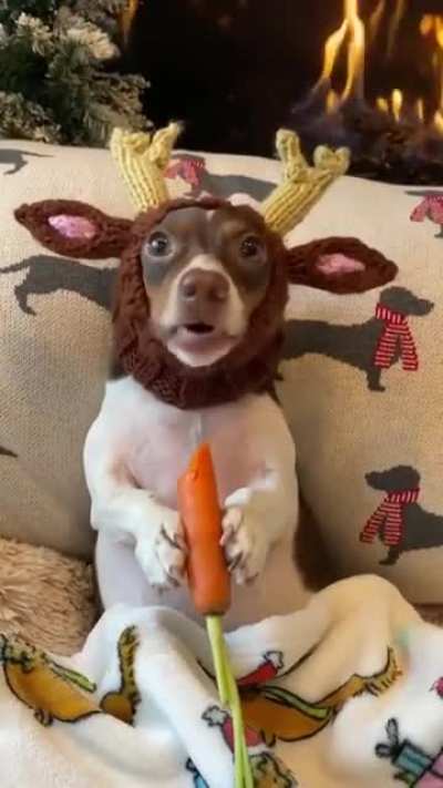 Bulking up for pulling the Grinches sleigh....