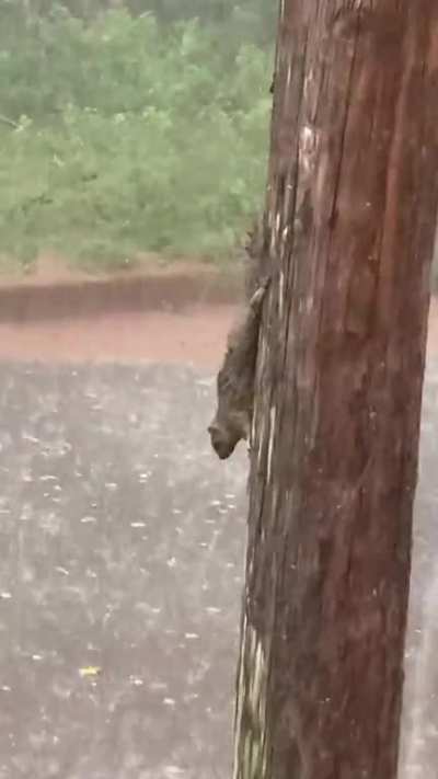 Squirrel - &ldquo;What the fuck do I do&rdquo;