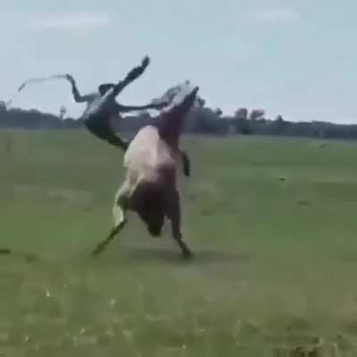 Cowboy 360 degree