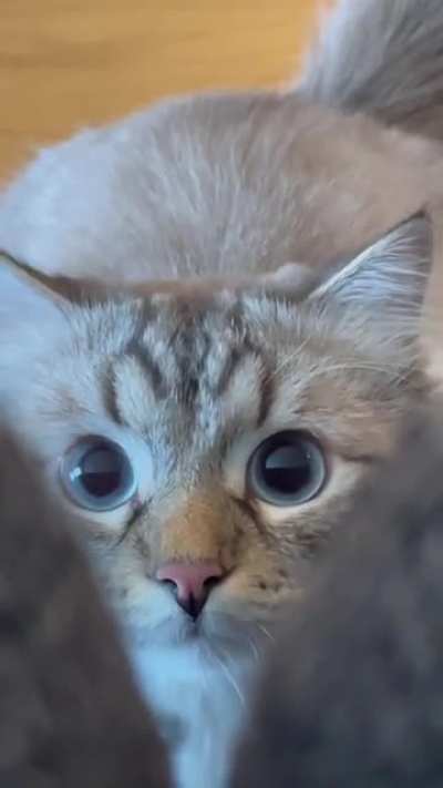 I&rsquo;m lost when he has those attack eyes.