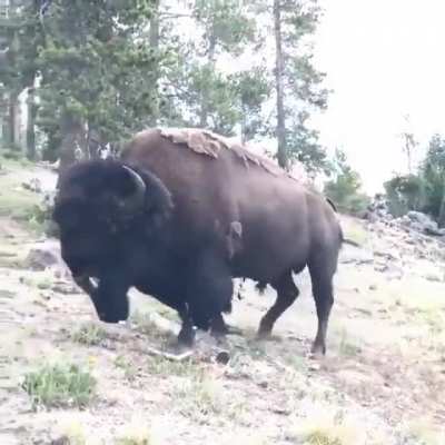 Move bitch, Get out the way