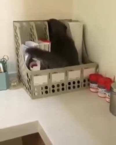 Excellent Hide &amp;amp; Seek player!!