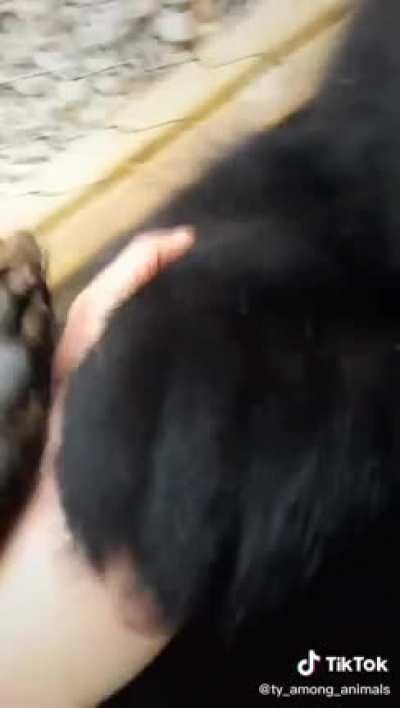 Bears have no business being that cute