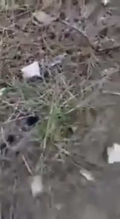 Ermeni k&ouml;peği Azerbaycan Ordusu'ndan ka&ccedil;arken, vah vah yapıyor bir de, onu oraya gelirken d&uuml;ş&uuml;necektin...