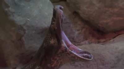 Anaconda's opera yawn