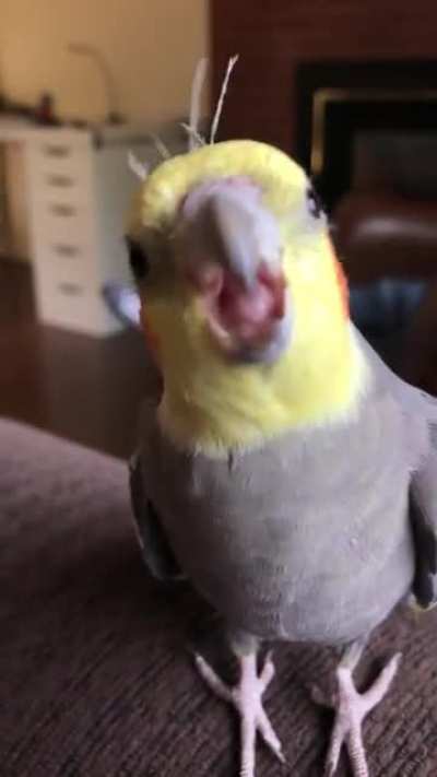 My very happy &lsquo;tiel singing his heart out