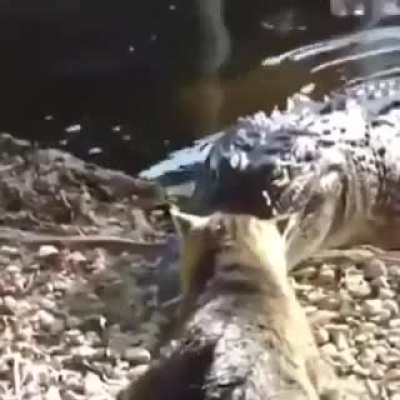Cats are evil