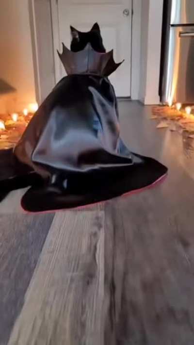 A real cat walk!