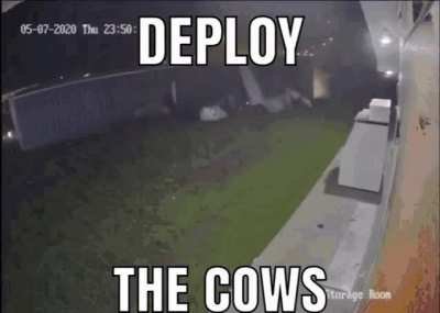 Tacticows