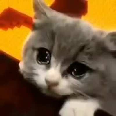 Moldy cat