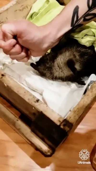 Armand Soldin, the French journalist who was killed today in Bakhmut, had recently gone viral for rescuing an exhausted hedgehog in a trench. He helped the little guy heal and later released him in the wild. May Armand&rsquo;s memory be eternal.