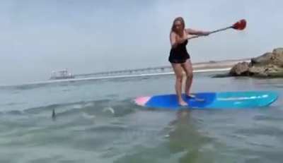 Surprise Shark Attack